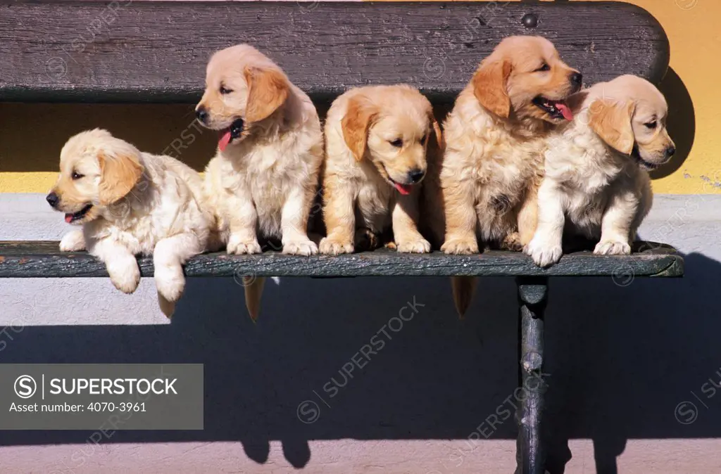 Five Golden retriever puppies on bench
