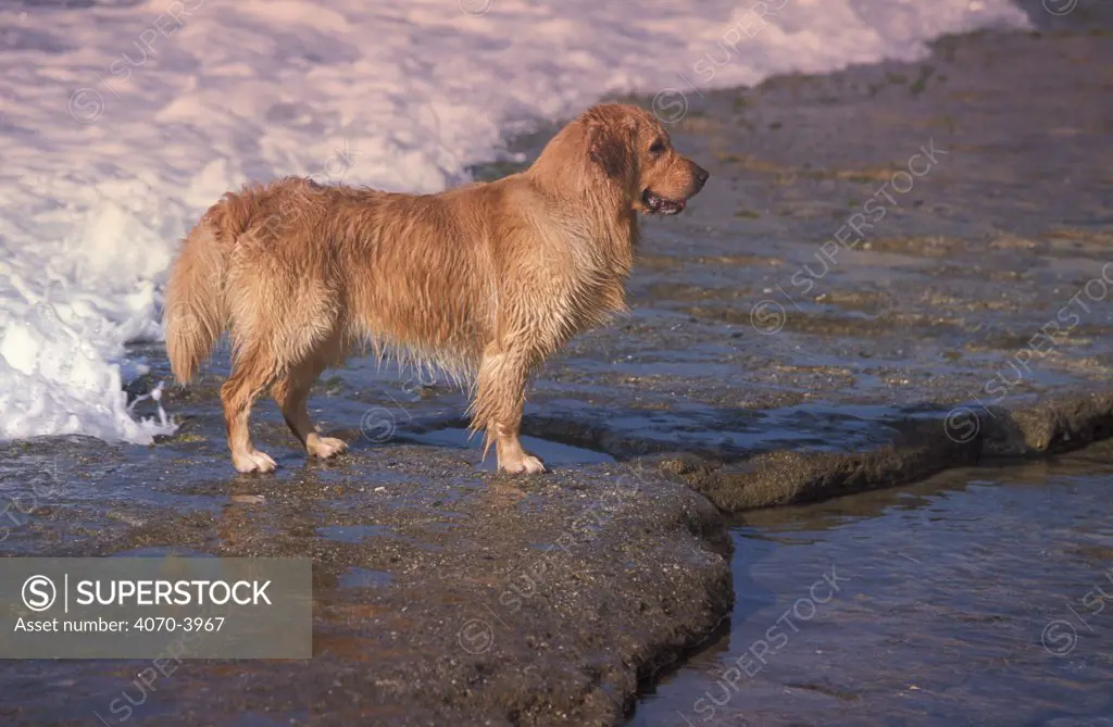 Golden retriever standing on beach watching the water