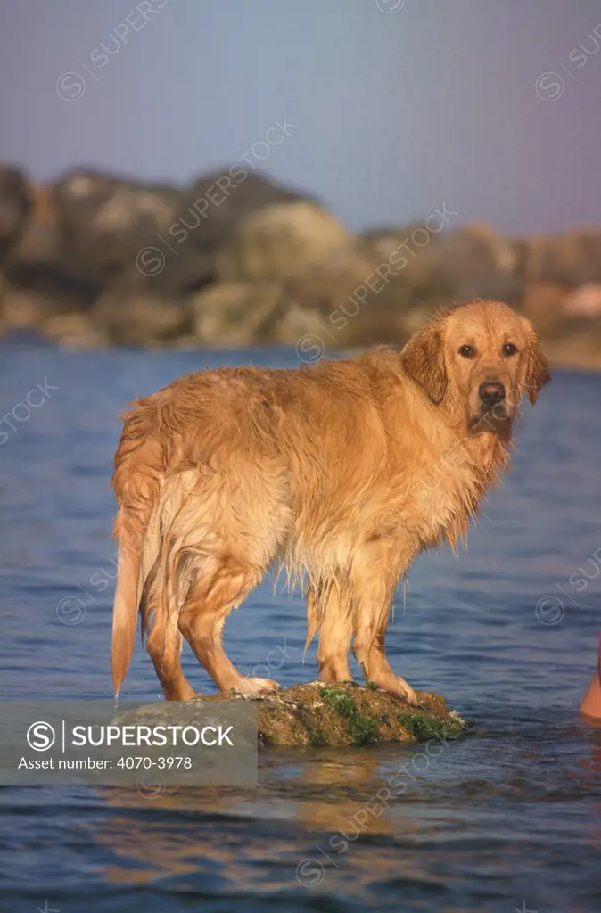 Golden retriever portrait beside the sea