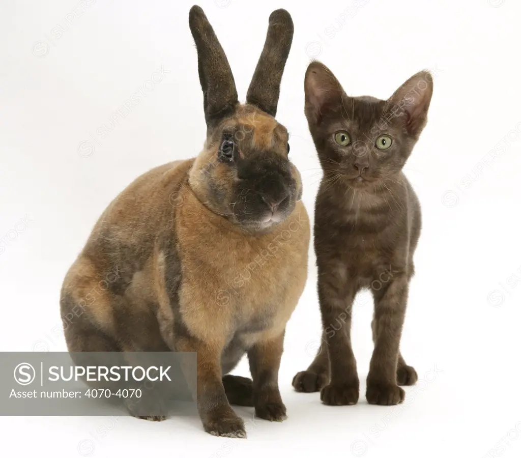 Brown Burmese-cross kitten with Rex rabbit. 