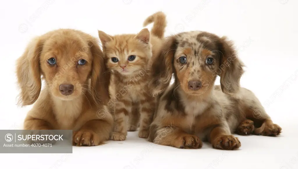 Cream Dapple and Chocolate Dapple Miniature Long-haired Dachshund puppies with British Shorthair red tabby kitten.