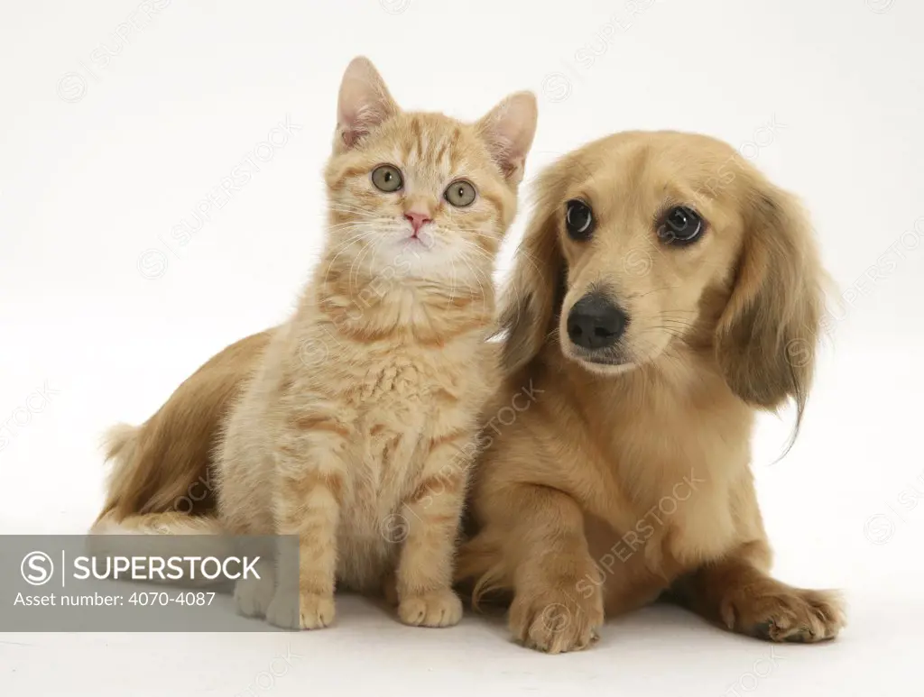 Cream kitten with cream dapple Dachshund puppy
