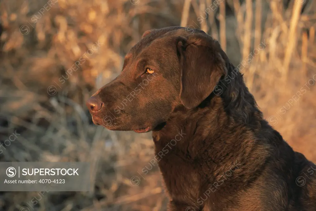 Head profile portrait of Chesapeake Bay retriever, domestic dog breed (Canis familaris) Wisconsin, USA