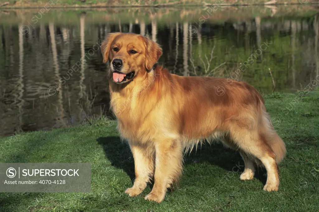 Domestic dog, Golden retriever (Canis familiaris) Illinois, USA