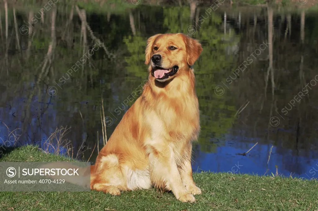Domestic dog sitting portrait, Golden retriever, (Canis familiaris) Illinois, USA