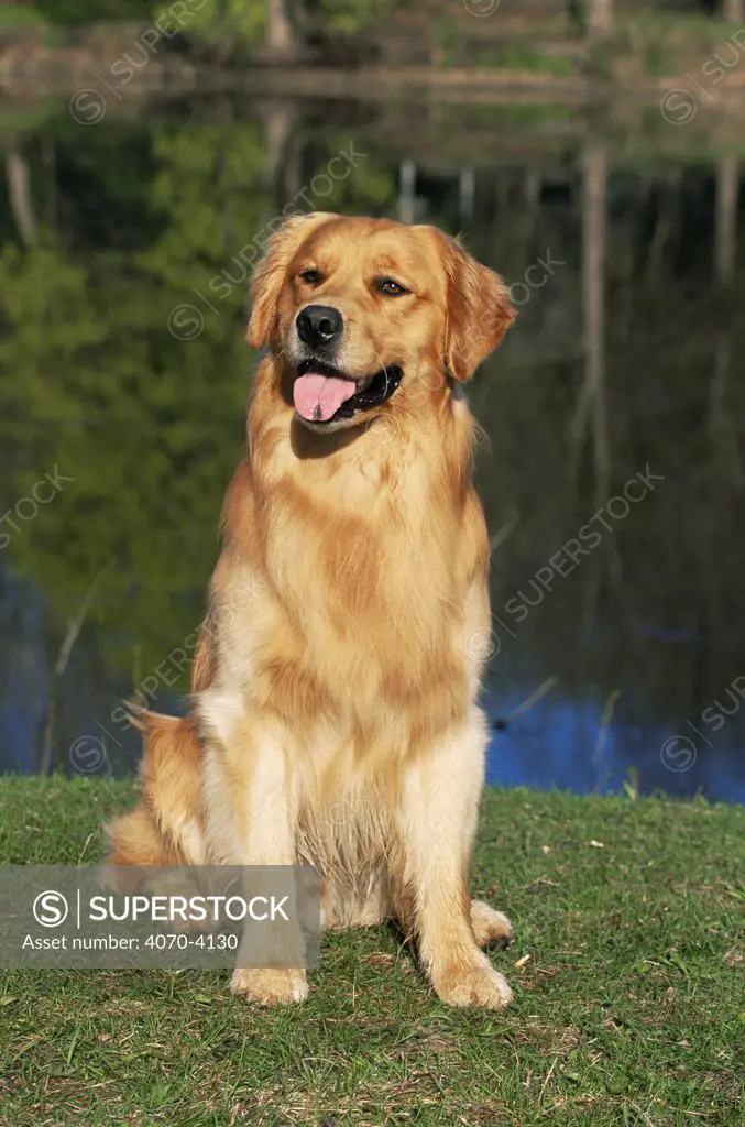 Domestic dog sitting portrait, Golden retriever (Canis familiaris) Illinois, USA