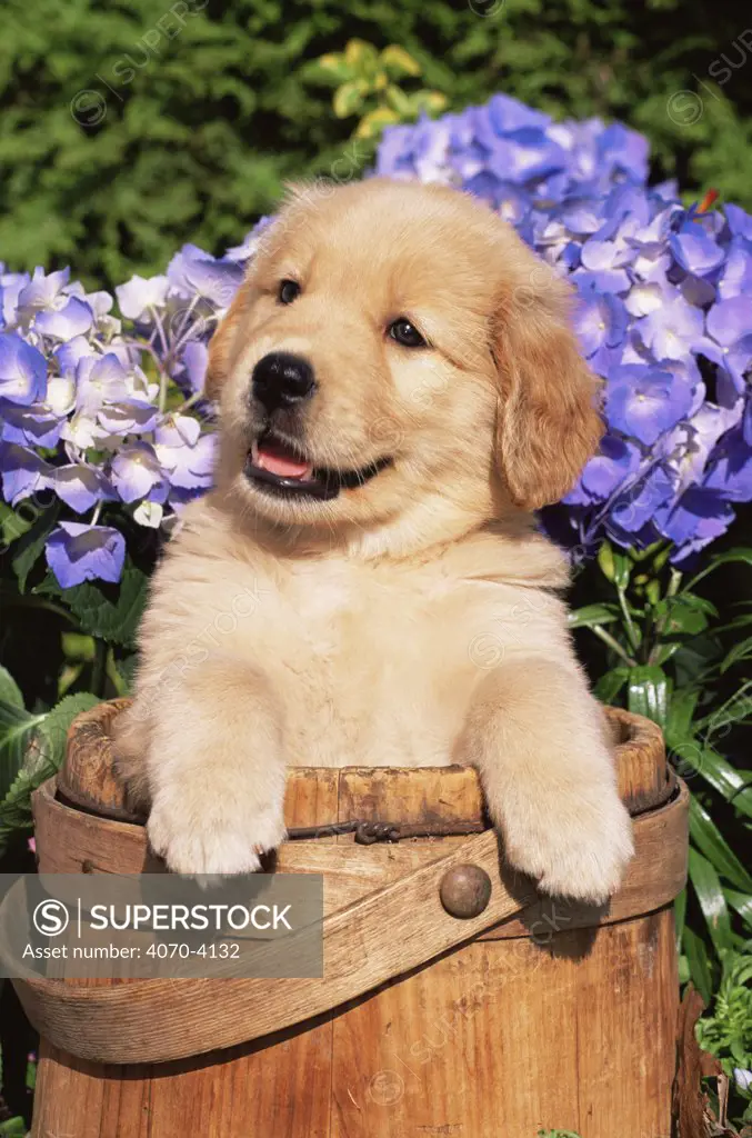 Domestic dog, Golden retriever puppy in bucket (Canis familiaris) Illinois, USA