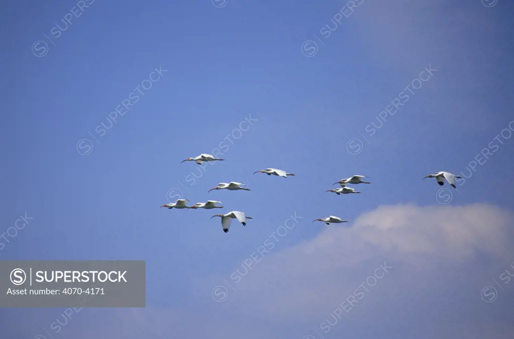 Flock of White ibis flying Eudocimus albus} Tampa Bay,  Florida, USA