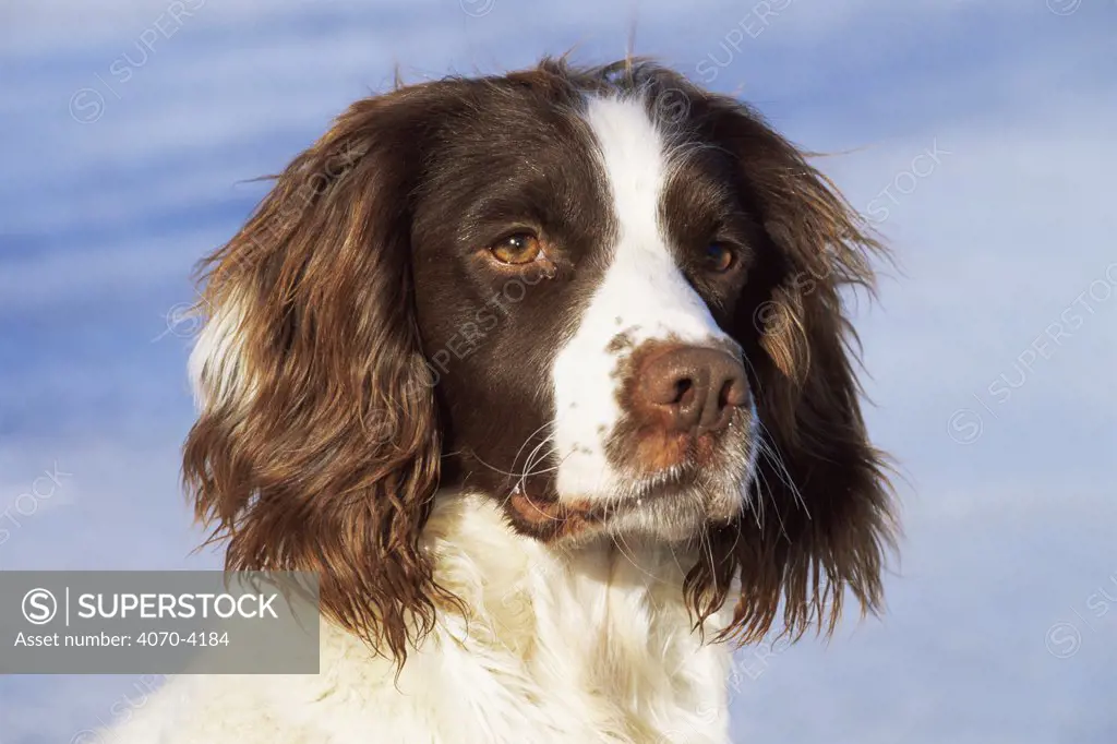 Domestic dog, English springer spaniel portrait, Wisconsin, USA