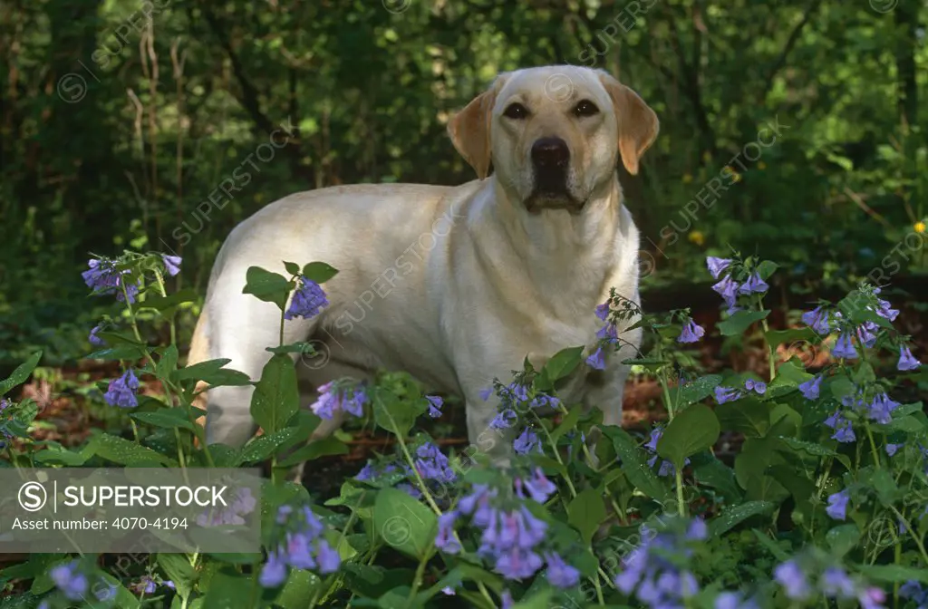 Domestic dog, Labrador retriever in woodland, Illinois, USA