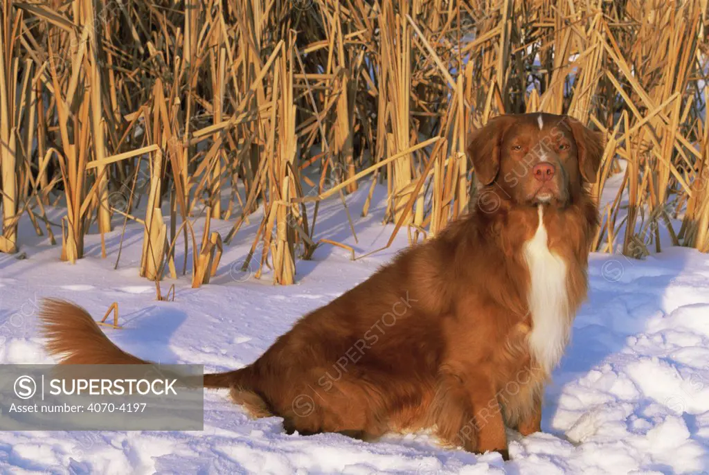 Domestic dog, Nova Scotia Water Tolling Retriever sitting in snow, USA