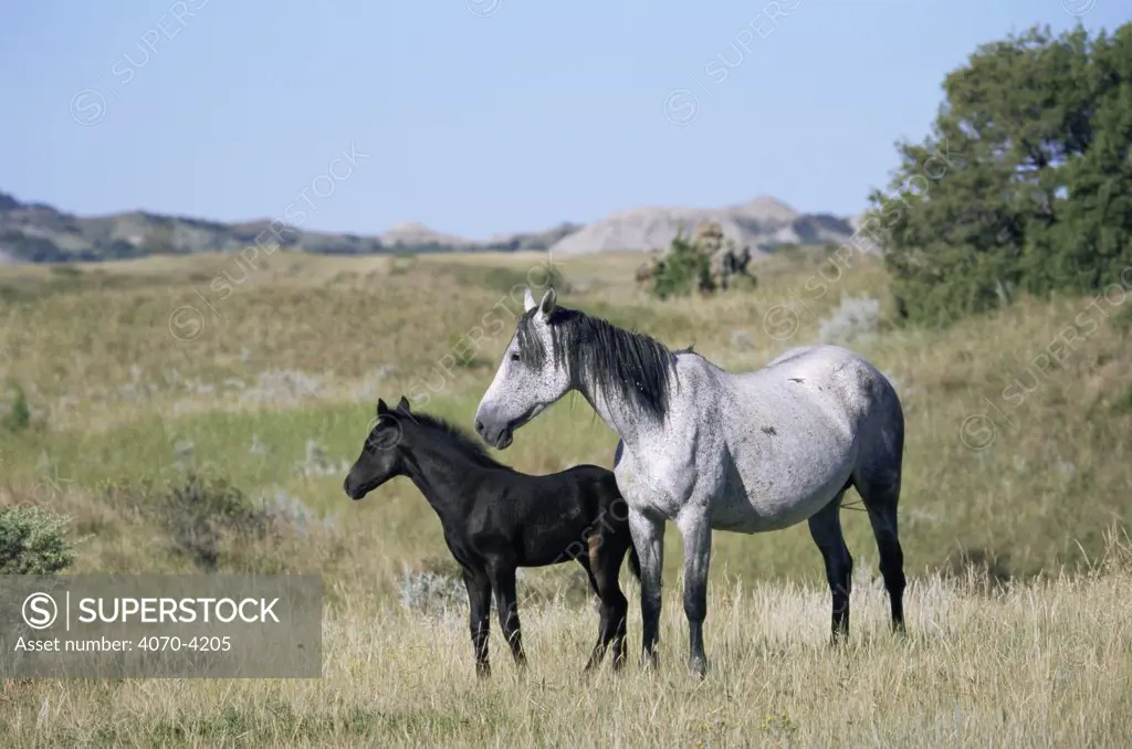 Mustang / Wild horse, mare and foal Equus caballus} Badlands NP, North Dakota, USA