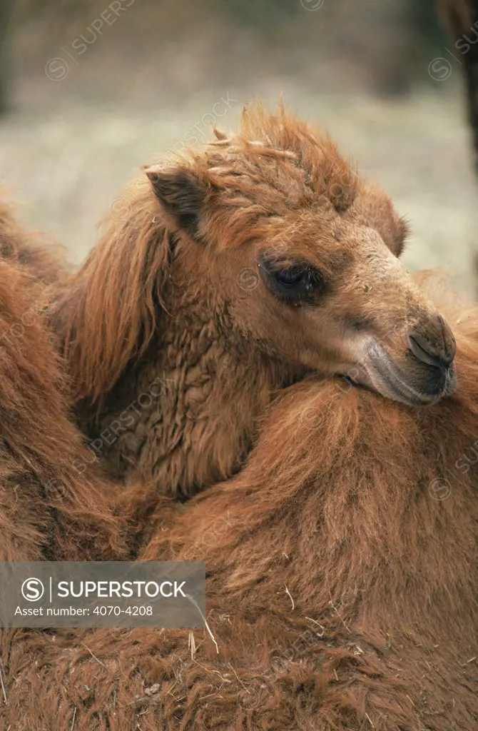 Bactrian camel resting head on another's hump Camelus bactrianus} captive