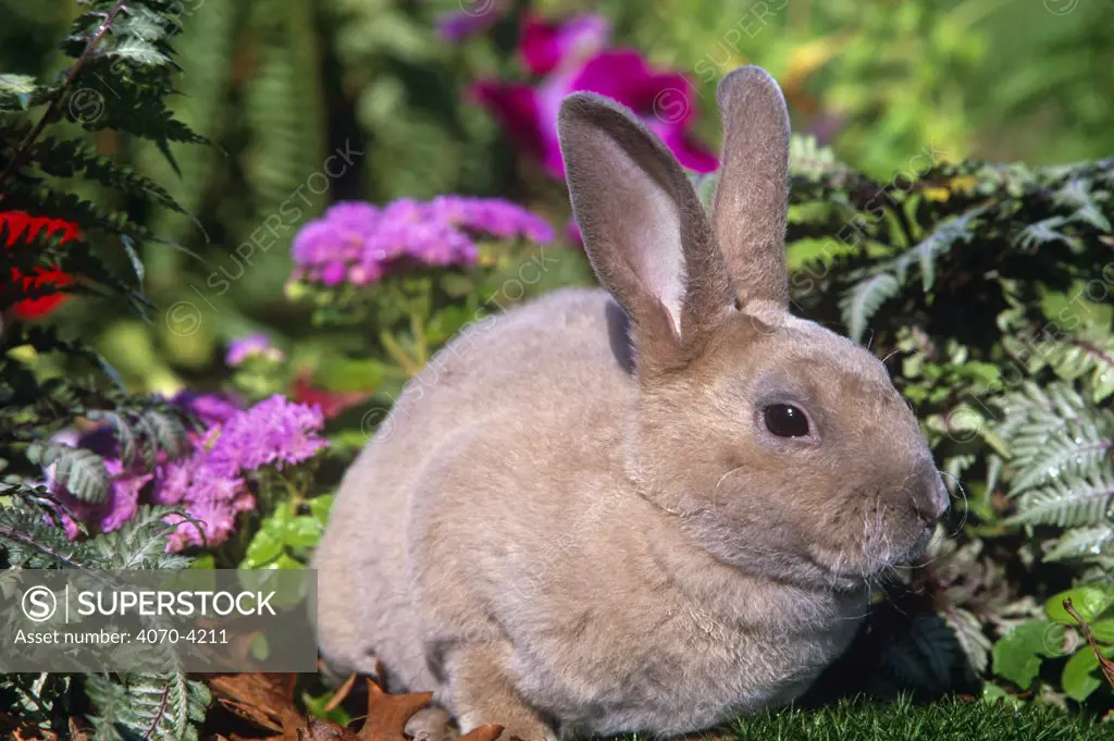 Mini Rex rabbit Oryctolagus sp} USA
