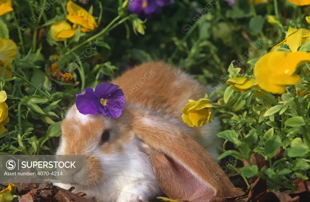 English lop eared rabbit Oryctolagus sp} amongst Pansies, USA