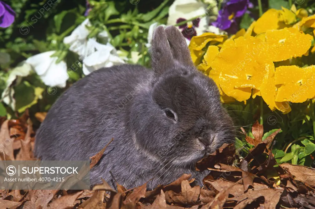 Netherland dwarf rabbit Oryctolagus sp} amongst flowers, USA