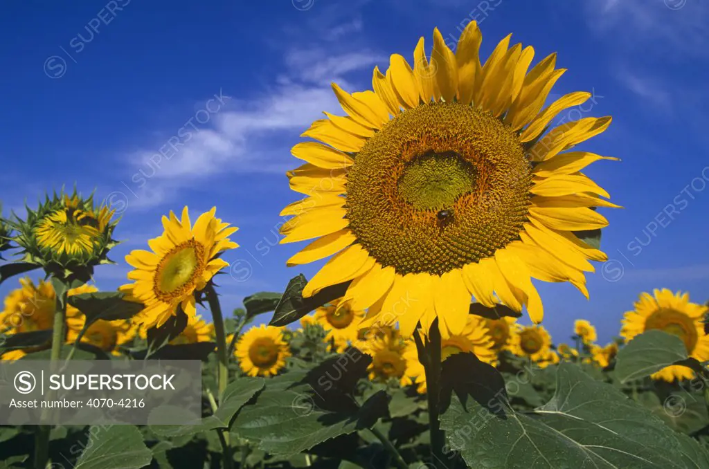Sunflowers Helianthus annuus} Illinois, USA