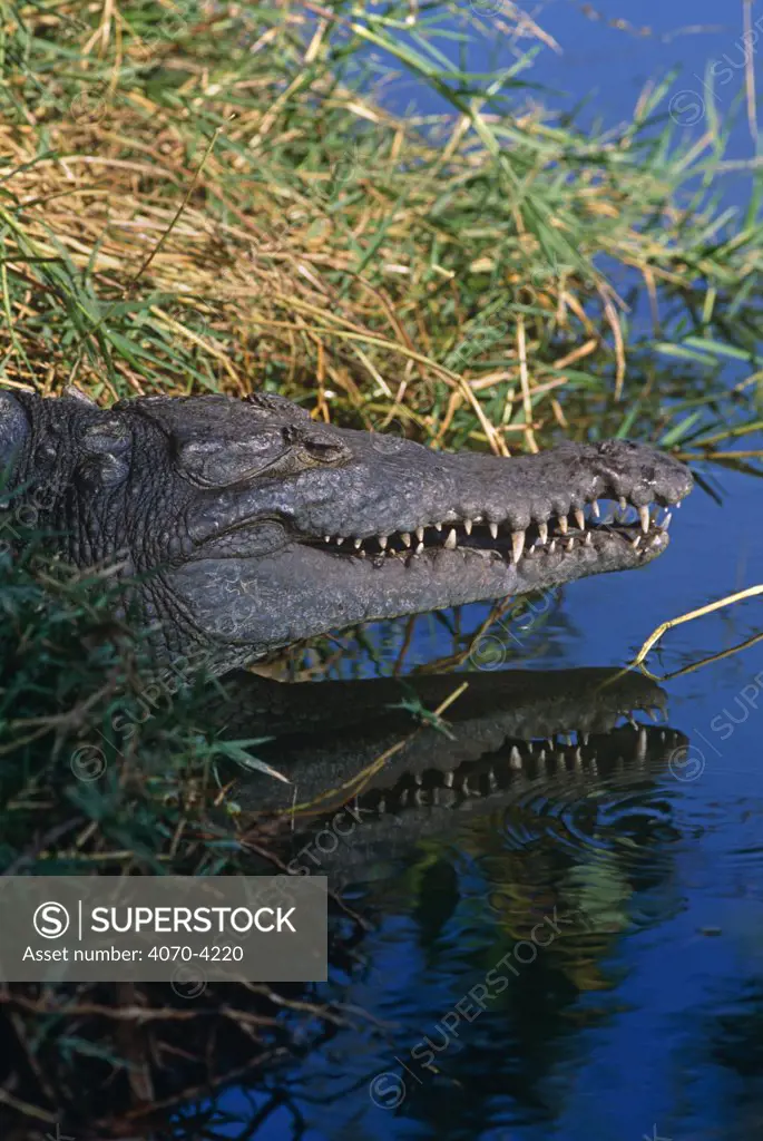 American alligator Alligator mississippiensis}  Florida, USA