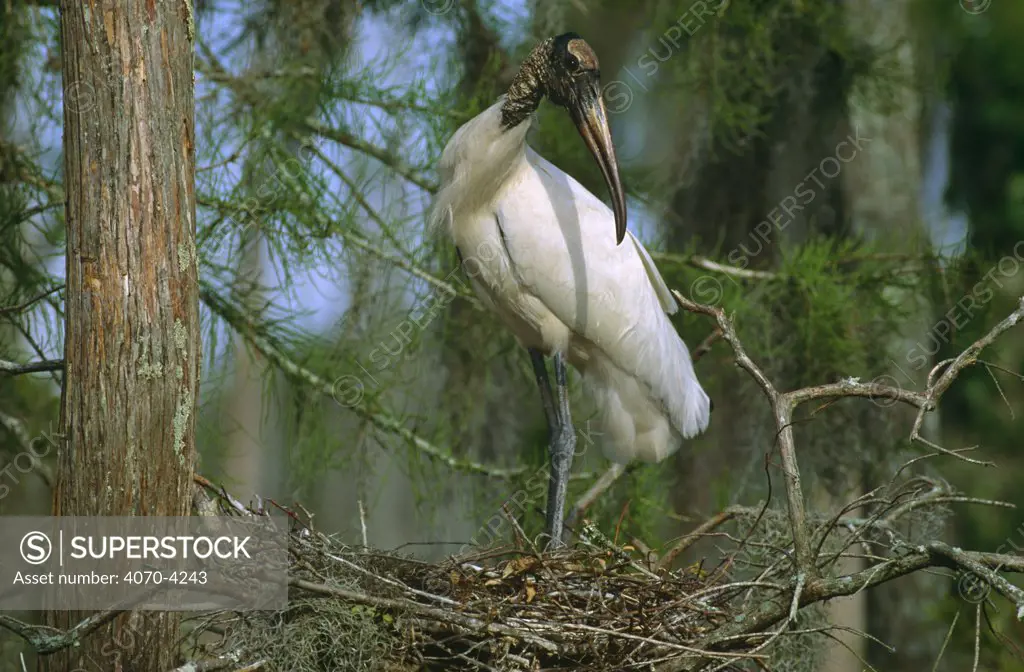 American wood ibis / stork at nest Mycteria americana} Florida, USA,