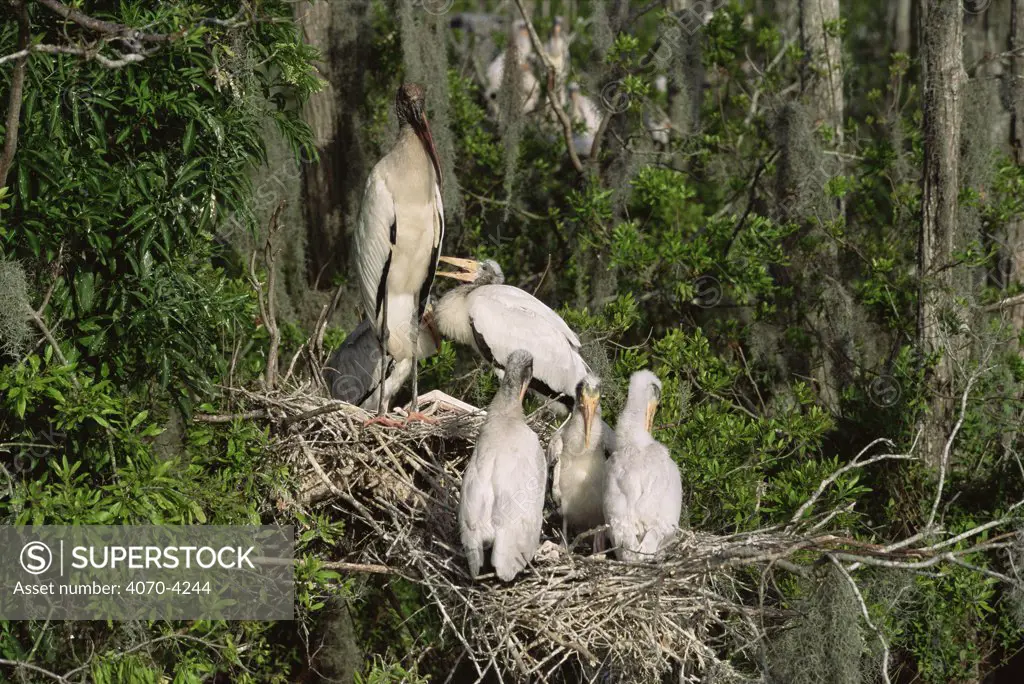 American wood ibis / stork with chicks at nest Mycteria americana} Florida, USA,