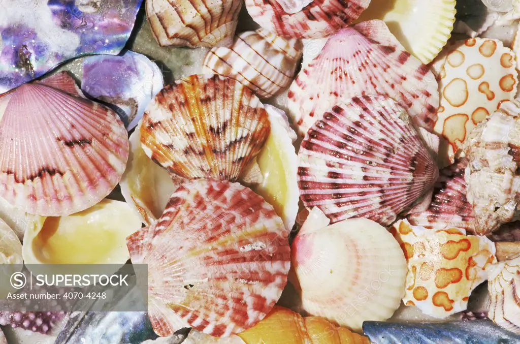 Sea shells on the beach, Florida, USA