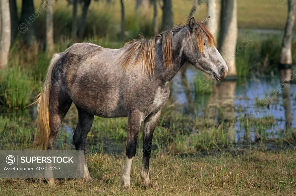 Florida cracker horse Equus caballus} Florida, USA