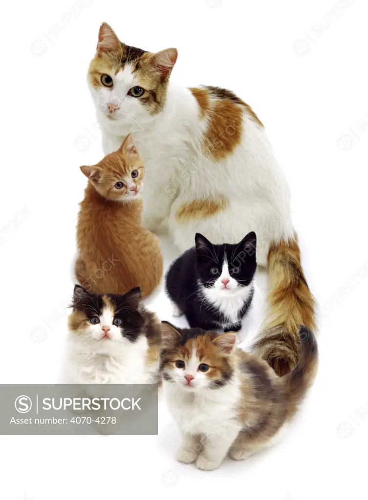 Domestic cat Felis catus} with four kittens of different coloration, UK