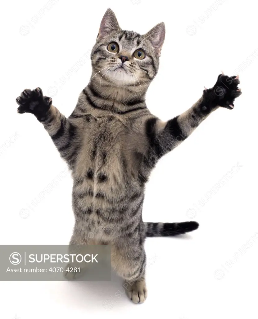 Silver tabby domestic cat Felis catus} standing, UK
