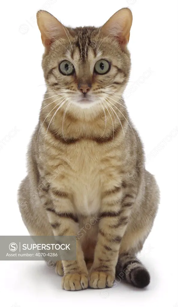 Domestic cat portrait, tabby Felis catus} UK