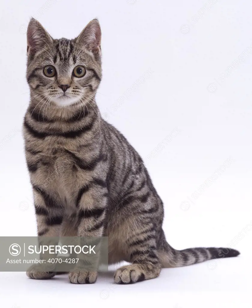 Silver tabby Domestic cat Felis catus} UK