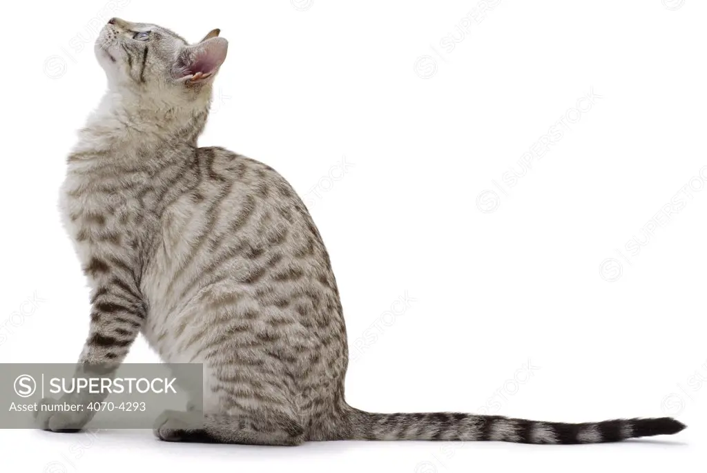 Silver tabby Domestic cat Felis catus} sitting, UK