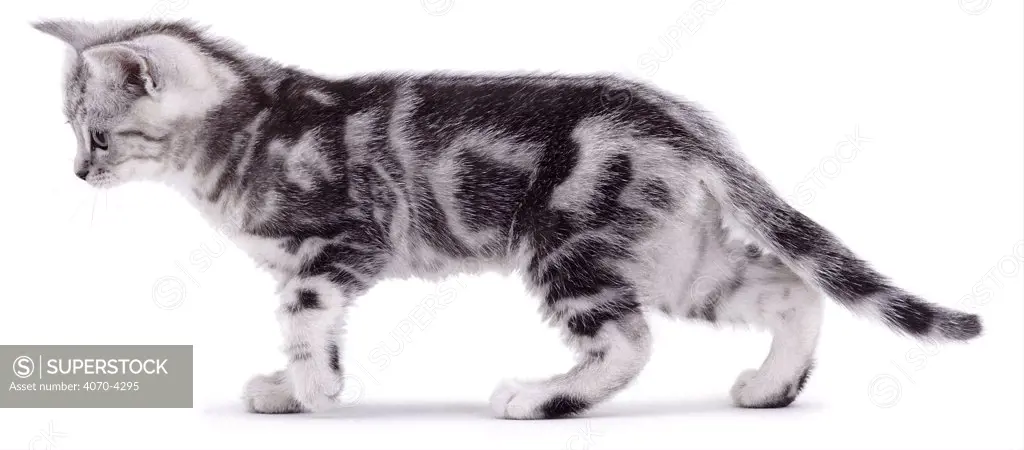 Silver tabby Domestic cat kitten Felis catus} UK