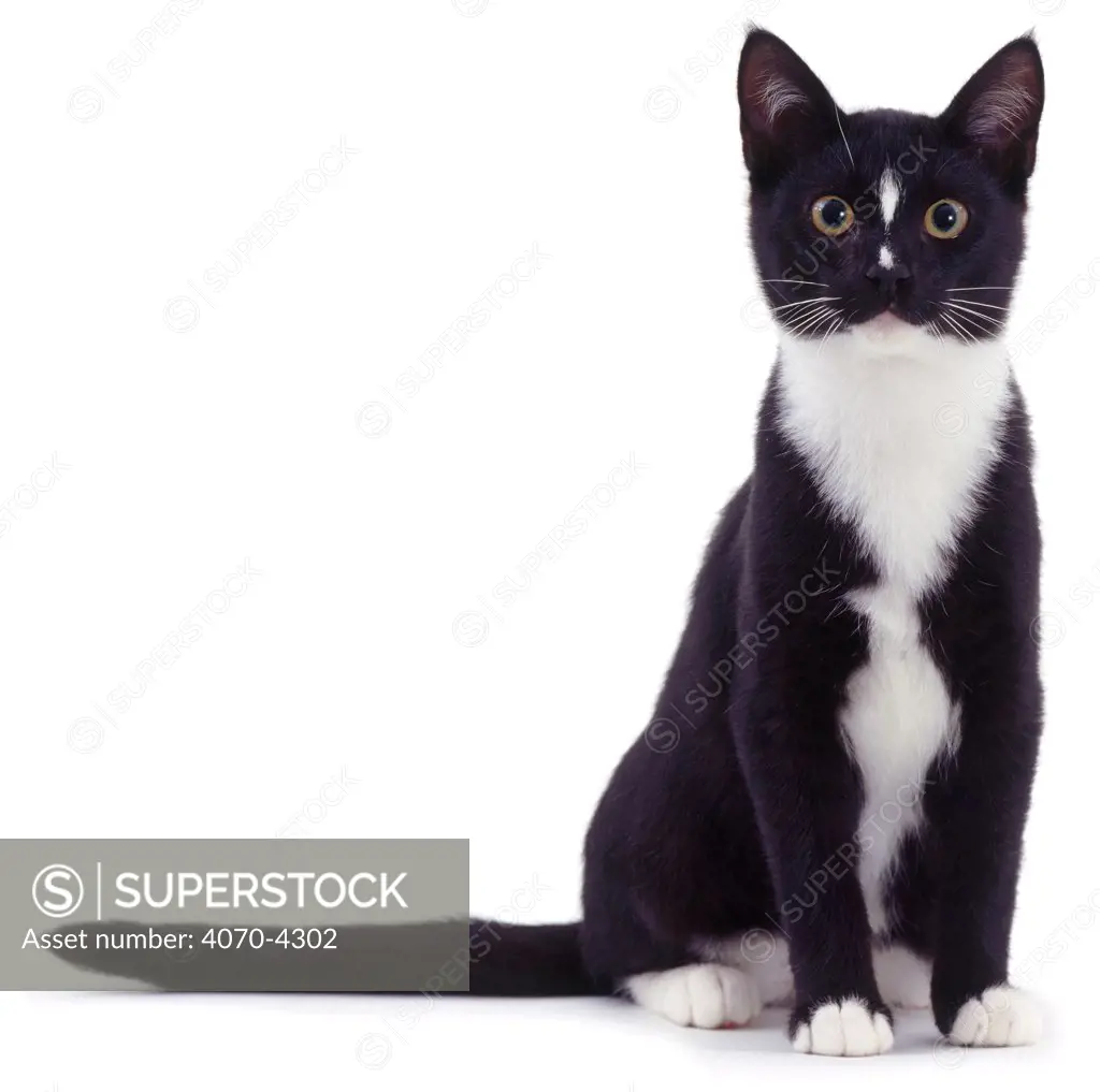 Black and white Domestic cat Felis catus} UK