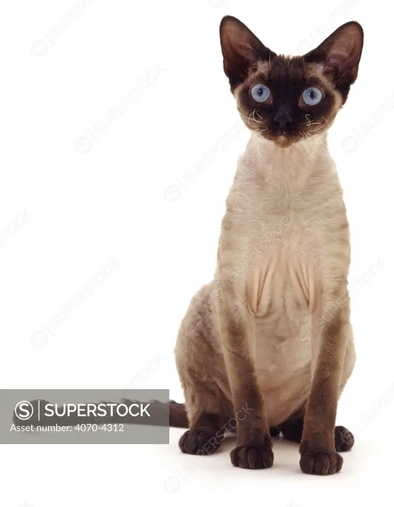 Siamese Domestic cat Felis catus} UK