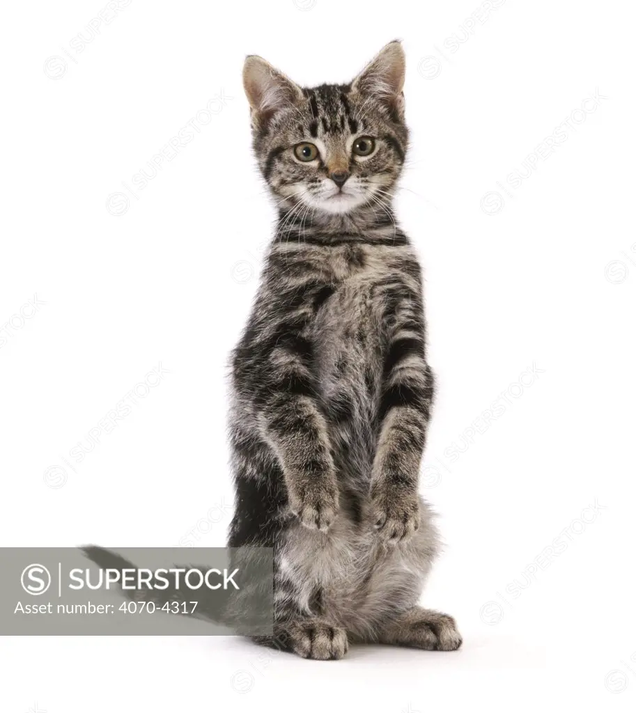 Silver tabby Domestic cat Felis catus} sitting up 'begging', UK