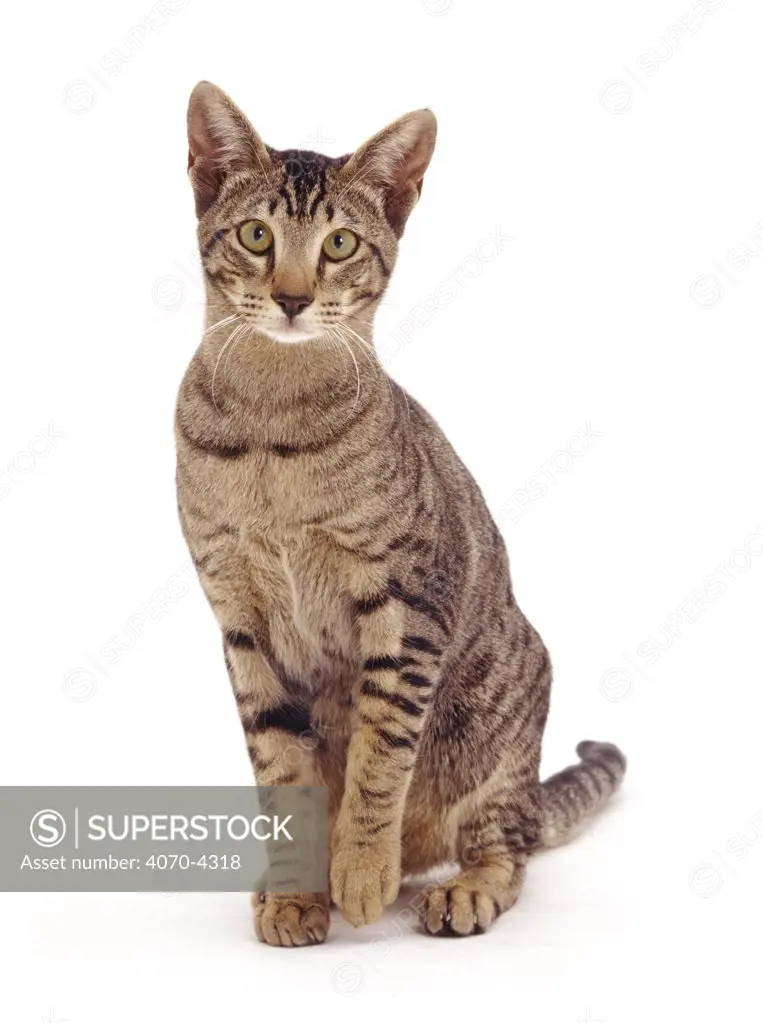 Tabby Domestic cat Felis catus} UK