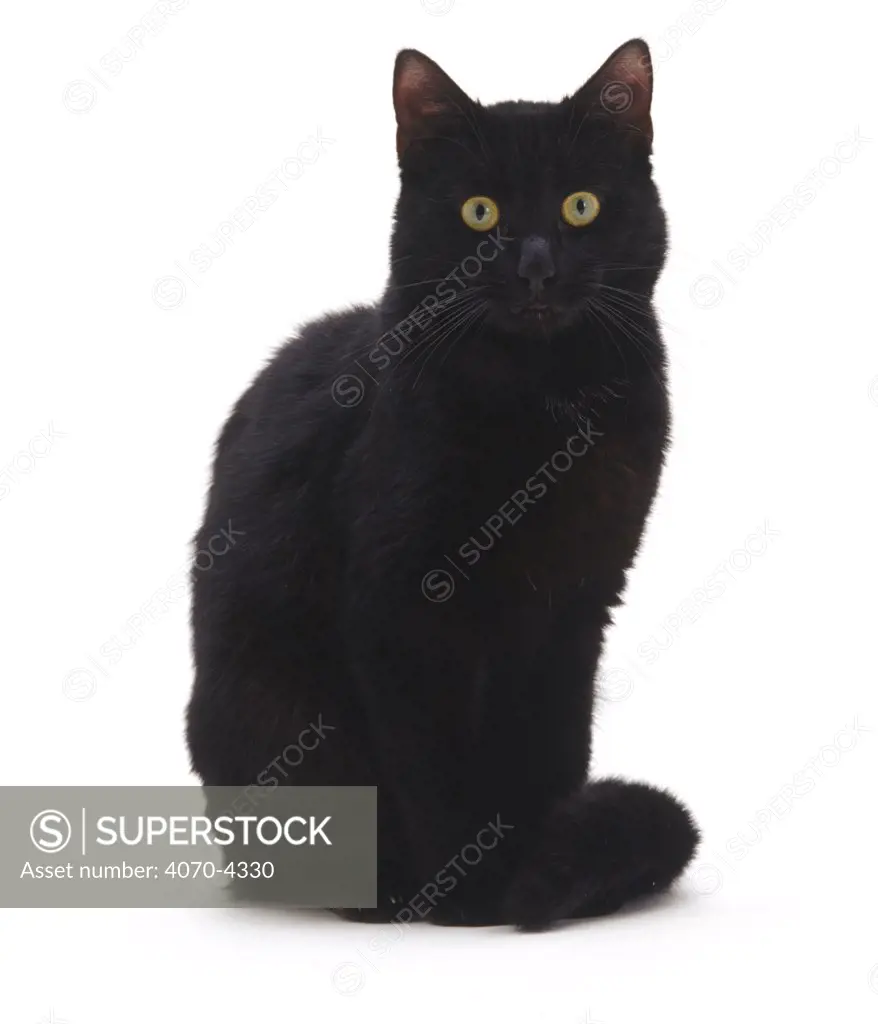 Black Domestic cat Felis catus} UK