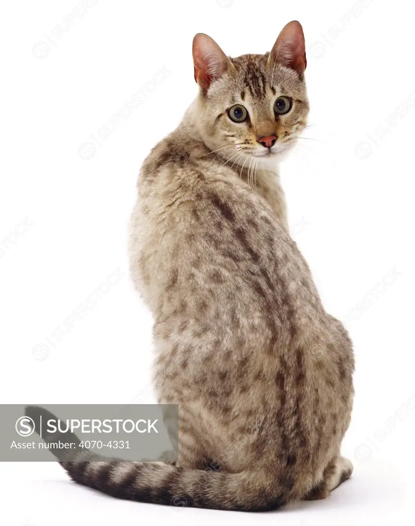 Domestic cat Felis catus} UK