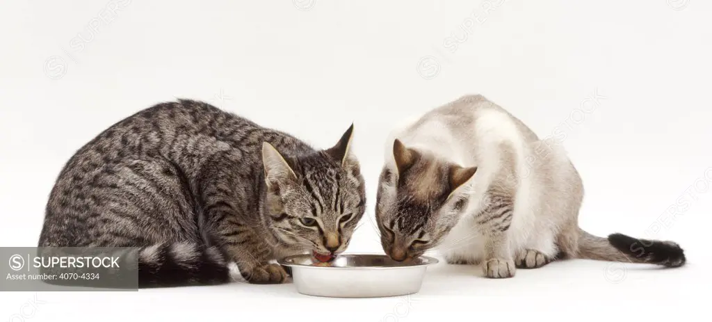 Two Domestic cats Felis catus} feeding from feeding bowl, UK