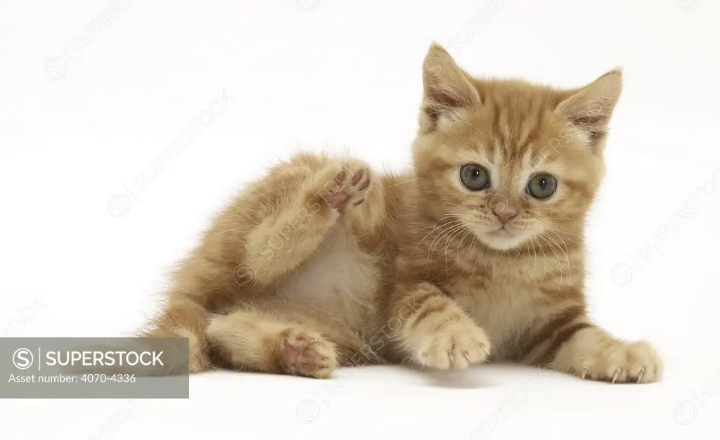 Ginger Domestic cat kitten Felis catus} UK