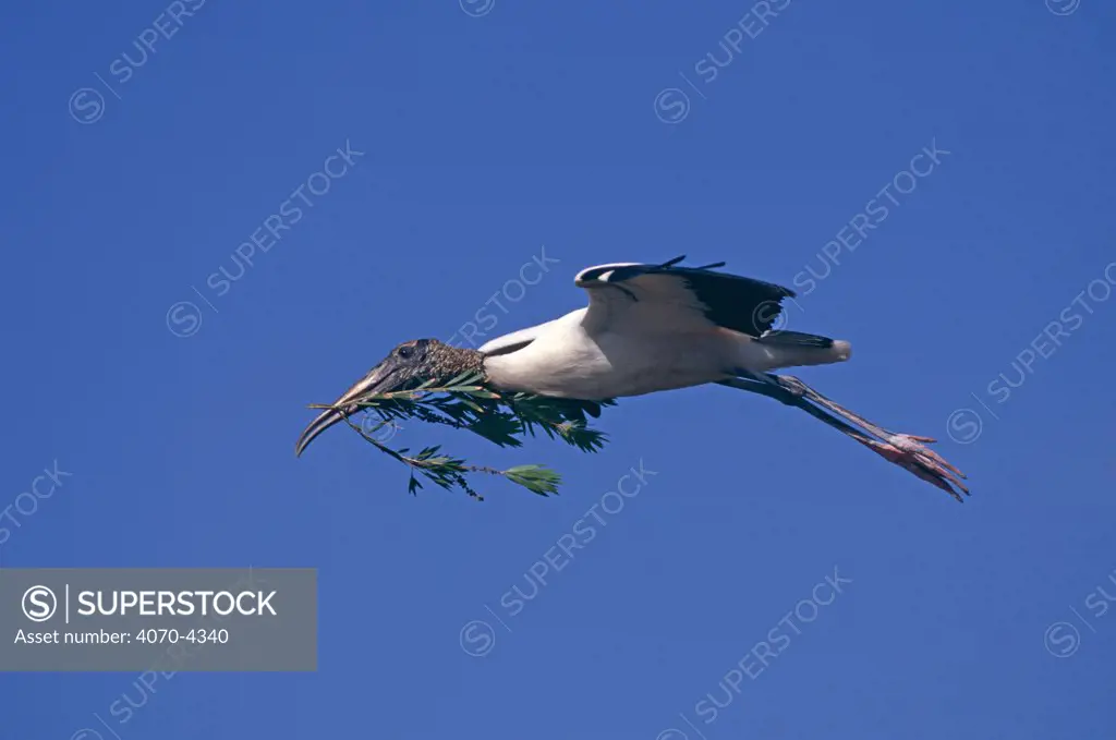 American wood ibis / stork Mycteria americana} flying with nest material, Florida, USA
