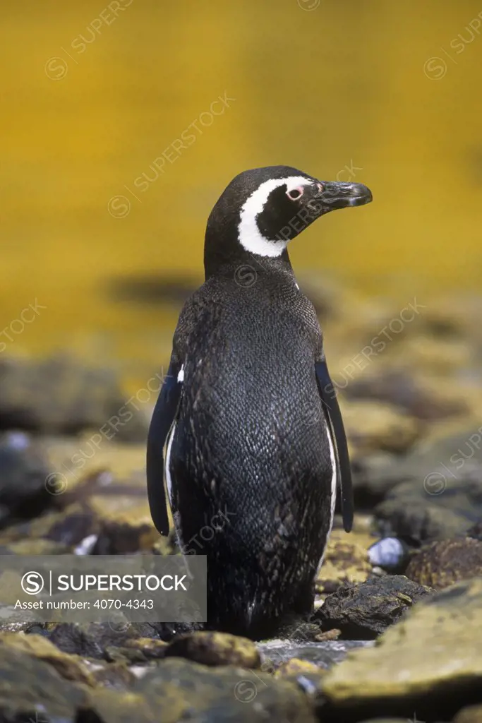 Magellanic penguin Spheniscus magellanicus} Falkland Is