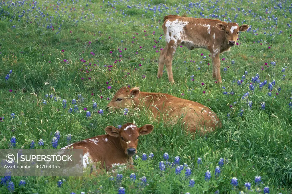 Domestic cattle, Texas Longhorn, Texas Hill Country, USA
