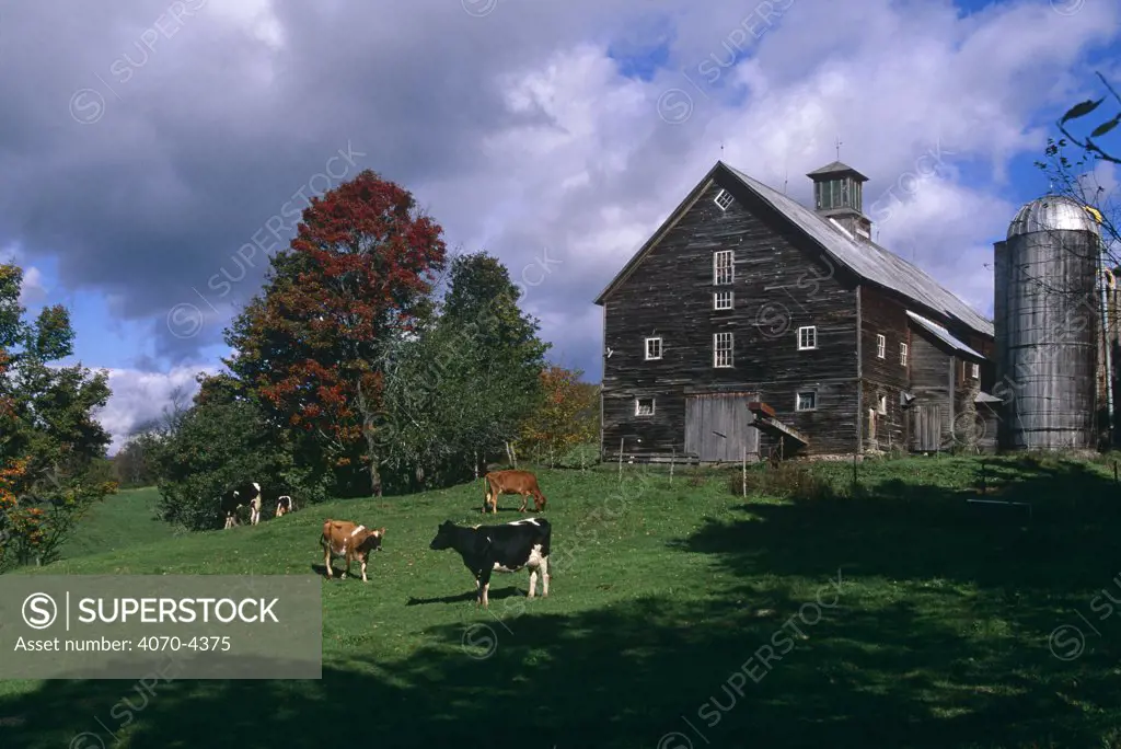 Farm with Holstein cattle Bos taurus} grazing in field, Vermont, USA
