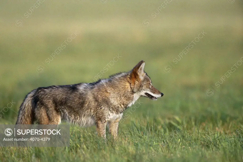 Coyote Canis Latrans} captive, Minnesota, USA