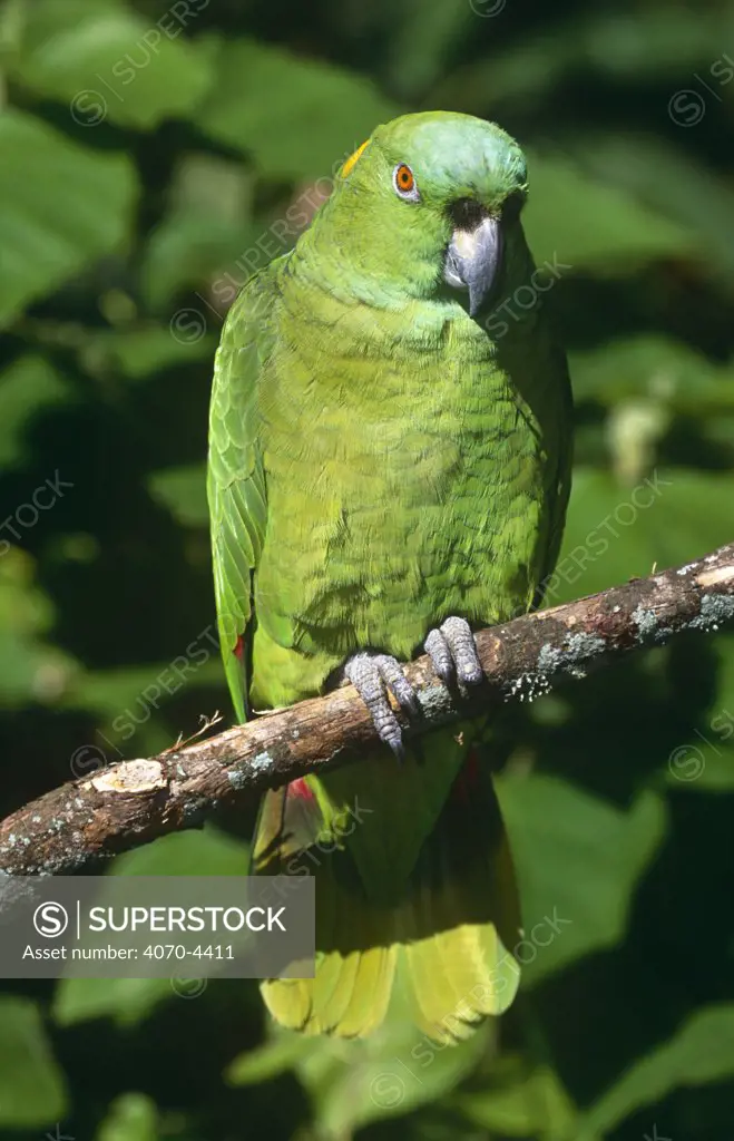 Mealy amazon parrot Amazona farinosa} captive