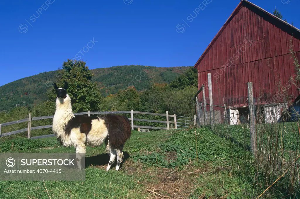 Domestic Llama Lama glama} on farm, Vermont, USA