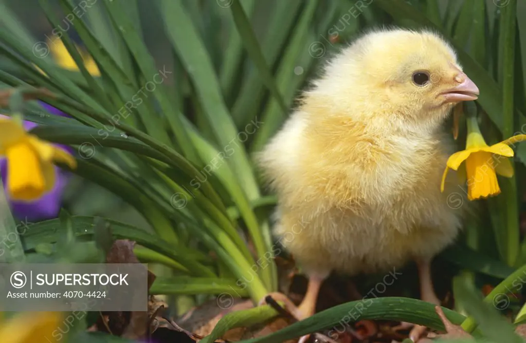 Domestic Chicken, baby chick Gallus gallus domesticus} USA