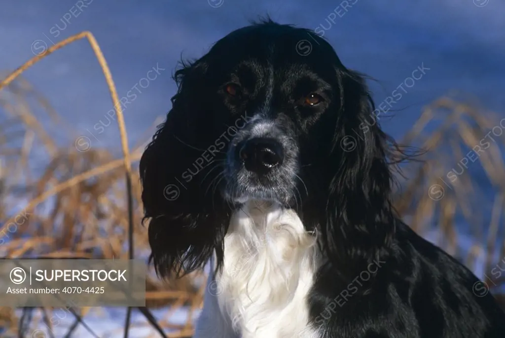 English Springer Spaniel, domestic dog Canis familiaris} USA