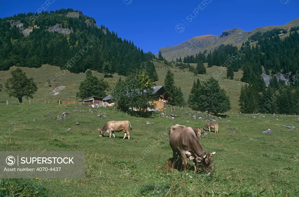 Domestic cattle, Brown Swiss Cows grazing, USA